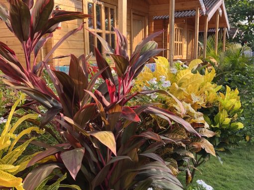 Happy Shack Cottage Garden